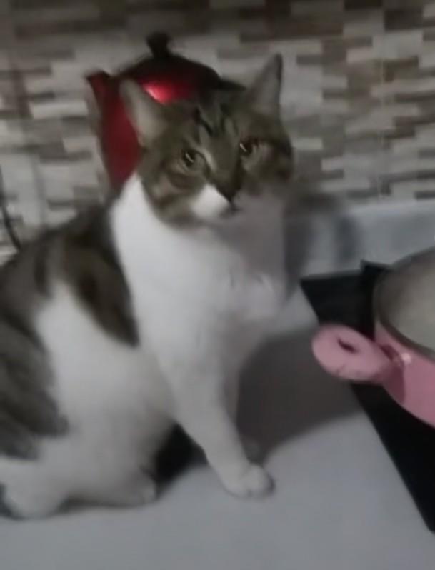 Kedim çok kilolu için yattığı yerden kalkamıyor?