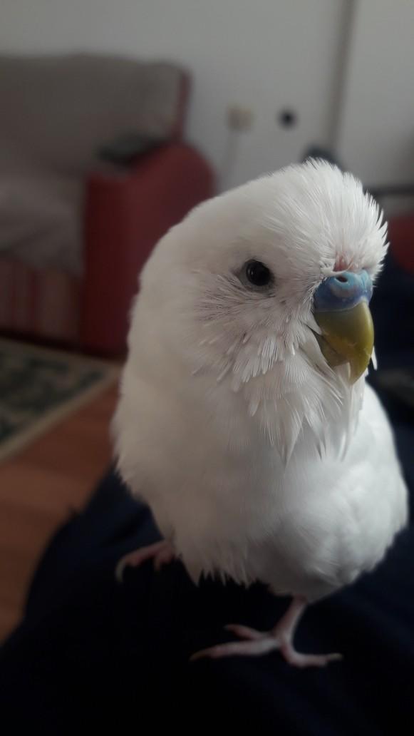 Kedim çok kilolu için yattığı yerden kalkamıyor?