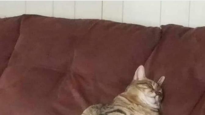 Kedim çok kilolu için yattığı yerden kalkamıyor?
