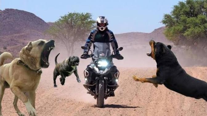 Motosiklet ile viraj alırken köpek geldi bacağımı ısırdı pantalon ve içlik vardı çok az diş izi cikti bişey olurmu?