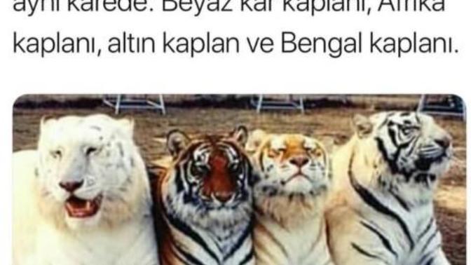 Sizce hangisi daha güzel?