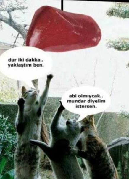 Ah bu kediler kediler😂😂