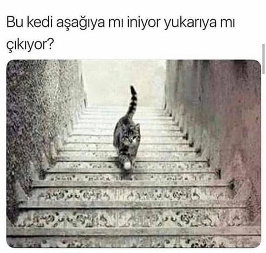 Kedi aşagımı iniyor yukarımı çıkıyor?