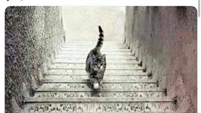 Kedi aşagımı iniyor yukarımı çıkıyor?