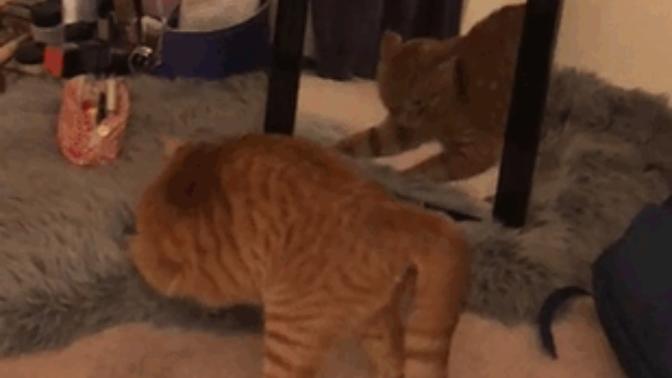 Kediler uzaylı mıdır?