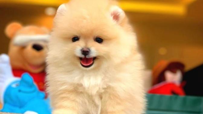 Pomeranian Boo Köpeği Hakkında bilgi?