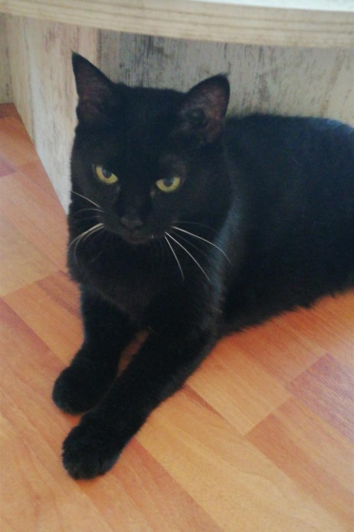 kedi resimleri