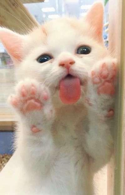 Dünya Kedi Günü kutlu olsun! Benimle kedi resimleri paylaşmak ister misiniz?