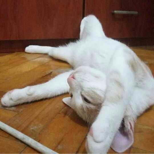 Dünya Kedi Günü kutlu olsun! Benimle kedi resimleri paylaşmak ister misiniz?