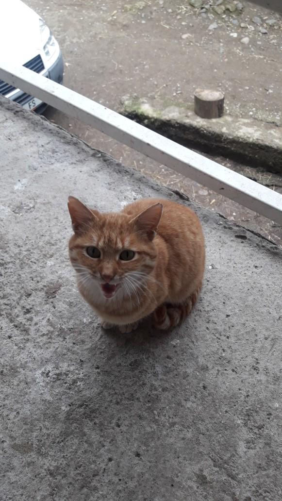 Dünya Kedi Günü kutlu olsun! Benimle kedi resimleri paylaşmak ister misiniz?