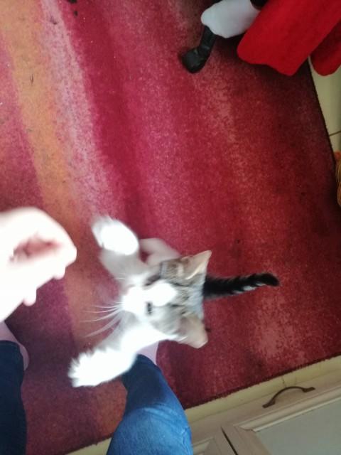 Dünya Kedi Günü kutlu olsun! Benimle kedi resimleri paylaşmak ister misiniz?