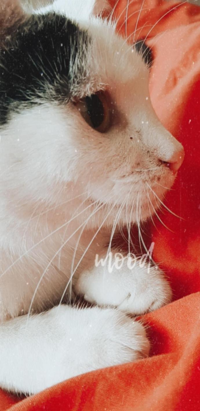 Dünya Kedi Günü kutlu olsun! Benimle kedi resimleri paylaşmak ister misiniz?