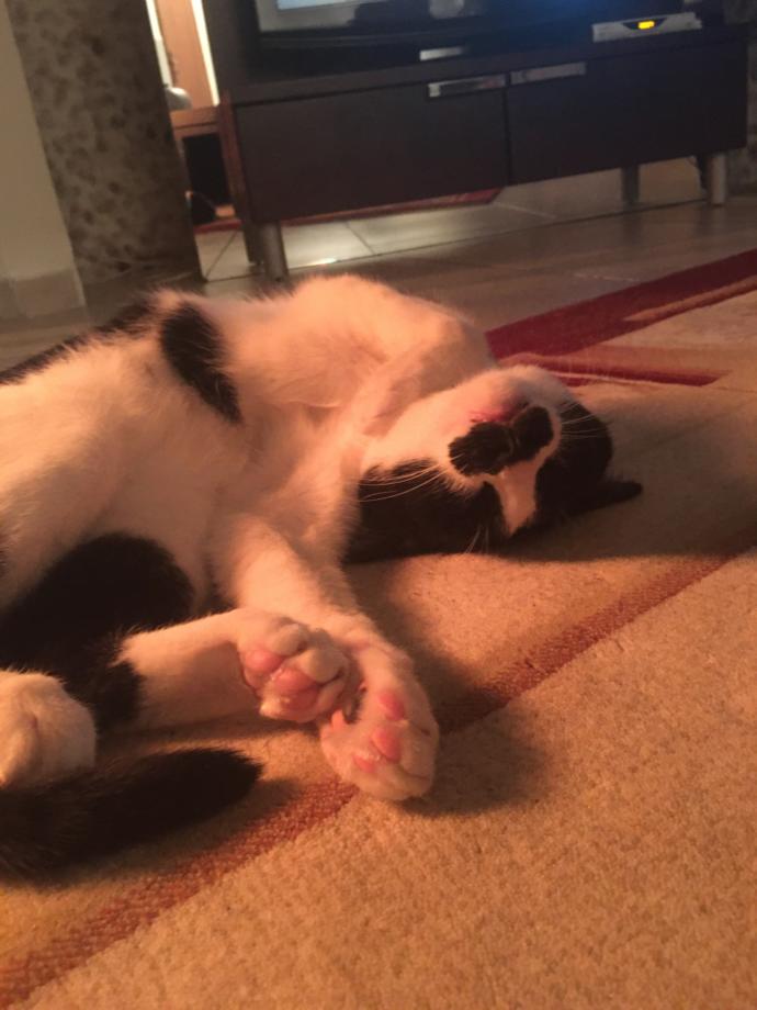 Dünya Kedi Günü kutlu olsun! Benimle kedi resimleri paylaşmak ister misiniz?