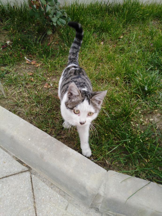 Dünya Kedi Günü kutlu olsun! Benimle kedi resimleri paylaşmak ister misiniz?