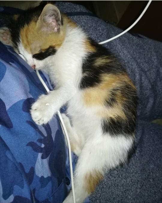 Dünya Kedi Günü kutlu olsun! Benimle kedi resimleri paylaşmak ister misiniz?