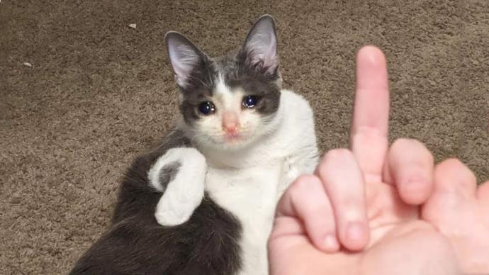 Dünya Kedi Günü kutlu olsun! Benimle kedi resimleri paylaşmak ister misiniz?