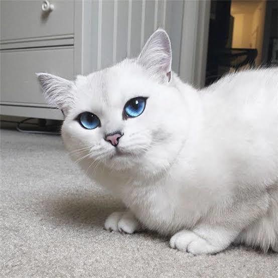 Dünya Kedi Günü kutlu olsun! Benimle kedi resimleri paylaşmak ister misiniz?