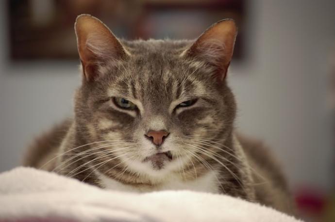 Dünya Kedi Günü kutlu olsun! Benimle kedi resimleri paylaşmak ister misiniz?