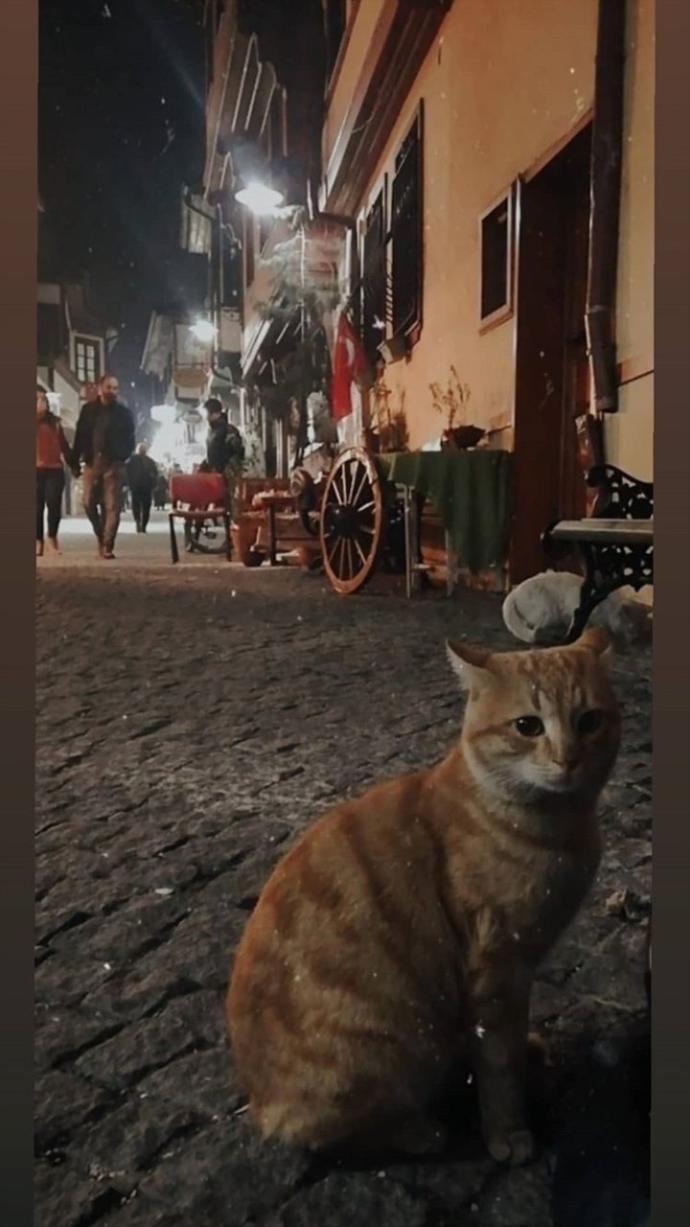 Dünya Kedi Günü kutlu olsun! Benimle kedi resimleri paylaşmak ister misiniz?