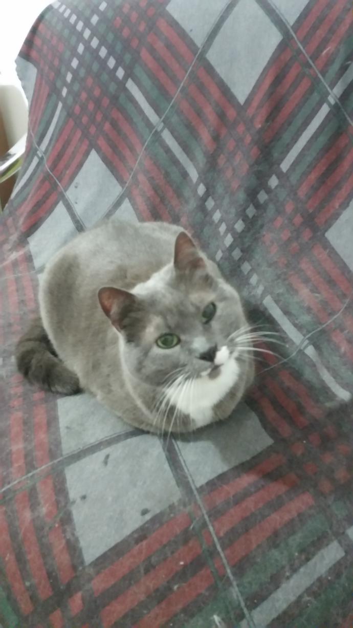 Dünya Kedi Günü kutlu olsun! Benimle kedi resimleri paylaşmak ister misiniz?