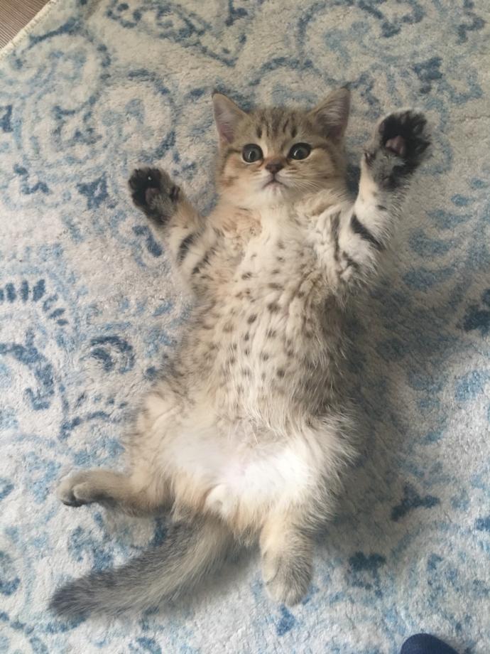 Dünya Kedi Günü kutlu olsun! Benimle kedi resimleri paylaşmak ister misiniz?