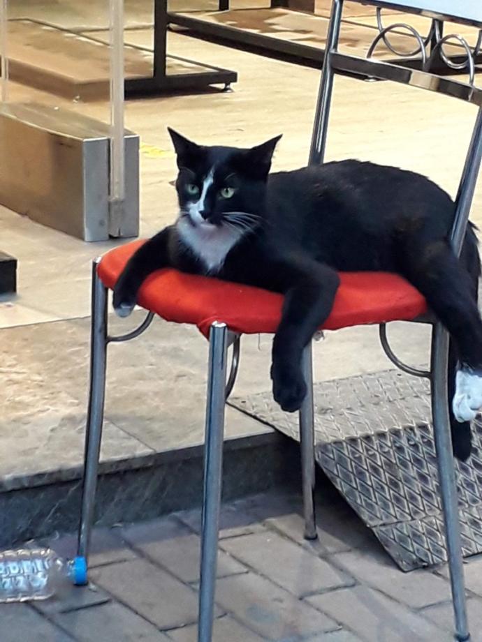 Dünya Kedi Günü kutlu olsun! Benimle kedi resimleri paylaşmak ister misiniz?