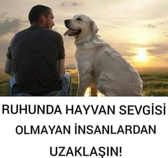 Dünya Kedi Günü kutlu olsun! Benimle kedi resimleri paylaşmak ister misiniz?