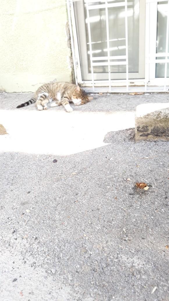 Dünya Kedi Günü kutlu olsun! Benimle kedi resimleri paylaşmak ister misiniz?