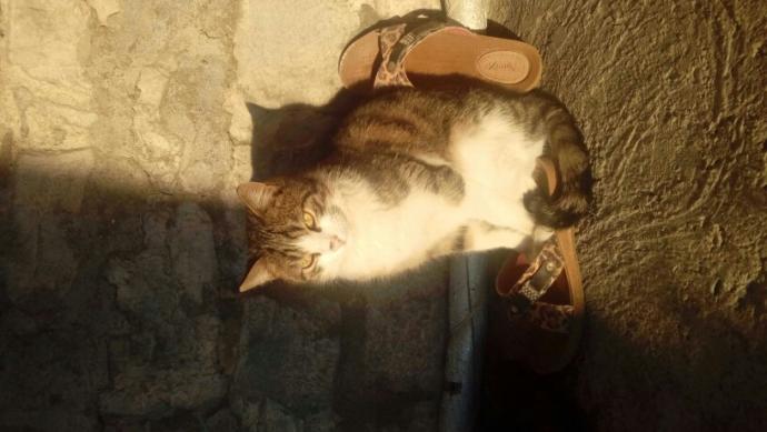 Dünya Kedi Günü kutlu olsun! Benimle kedi resimleri paylaşmak ister misiniz?