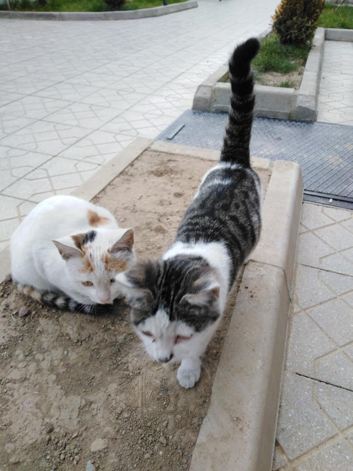 Dünya Kedi Günü kutlu olsun! Benimle kedi resimleri paylaşmak ister misiniz?
