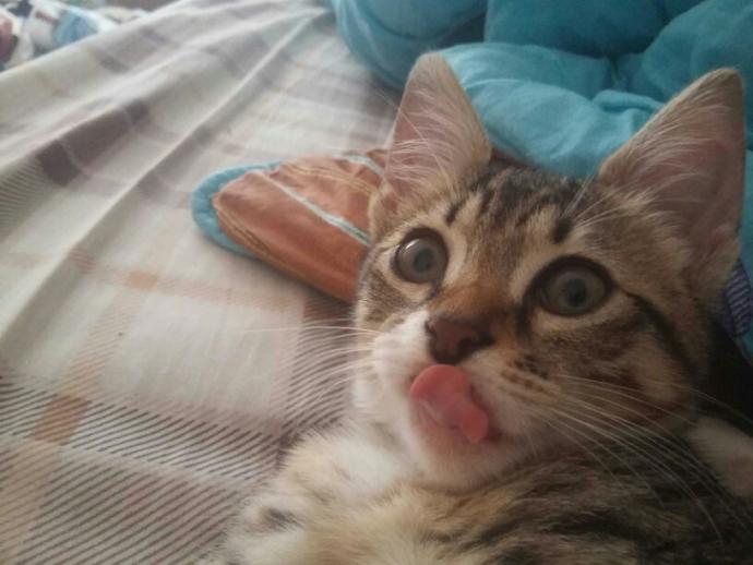 Dünya Kedi Günü kutlu olsun! Benimle kedi resimleri paylaşmak ister misiniz?