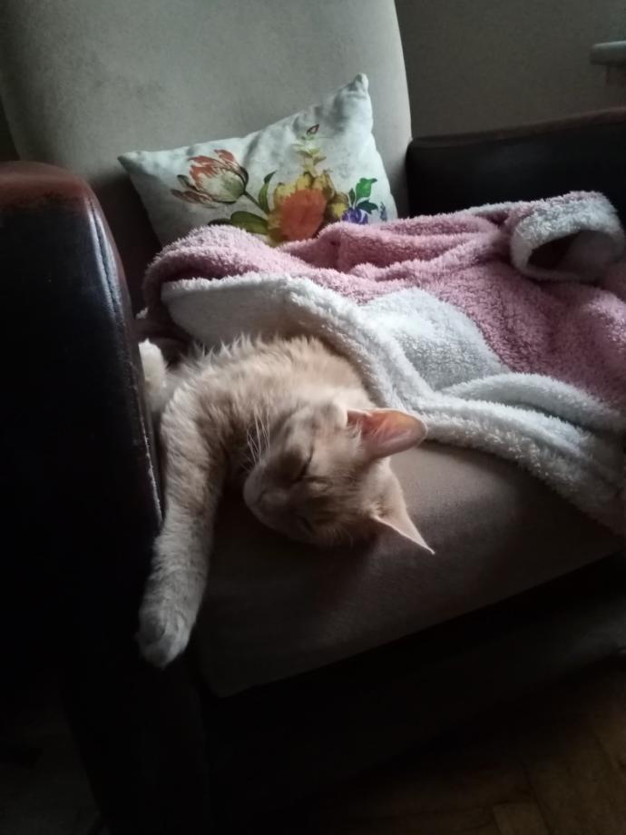 Dünya Kedi Günü kutlu olsun! Benimle kedi resimleri paylaşmak ister misiniz?