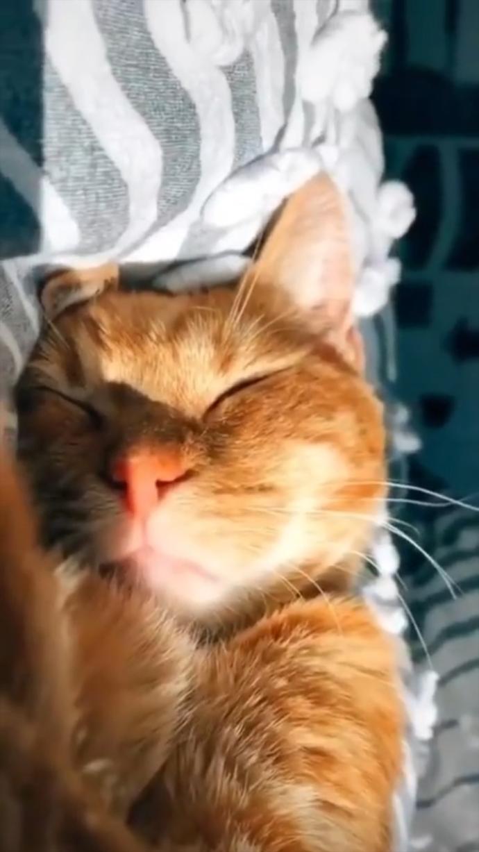 Dünya Kedi Günü kutlu olsun! Benimle kedi resimleri paylaşmak ister misiniz?
