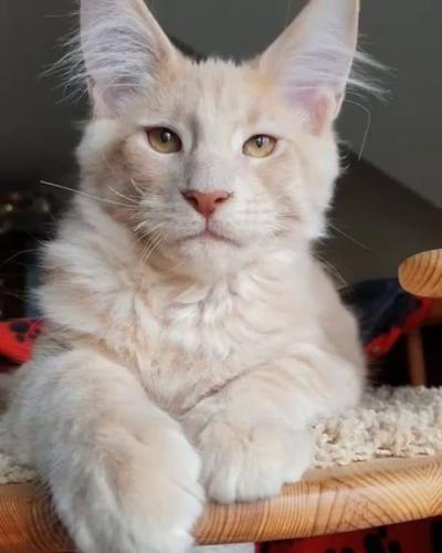 Dunya Kedi Gunu Kutlu Olsun Benimle Kedi Resimleri Paylasmak Ister Misiniz Kizlarsoruyor