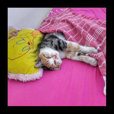 Dünya Kedi Günü kutlu olsun! Benimle kedi resimleri paylaşmak ister misiniz?