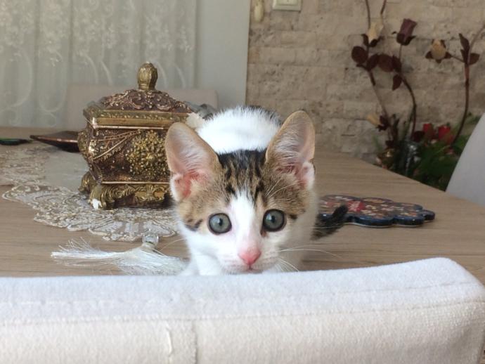 Dünya Kedi Günü kutlu olsun! Benimle kedi resimleri paylaşmak ister misiniz?