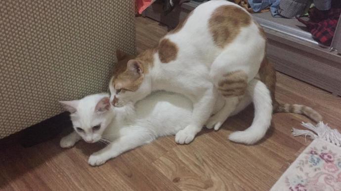 Dünya Kedi Günü kutlu olsun! Benimle kedi resimleri paylaşmak ister misiniz?