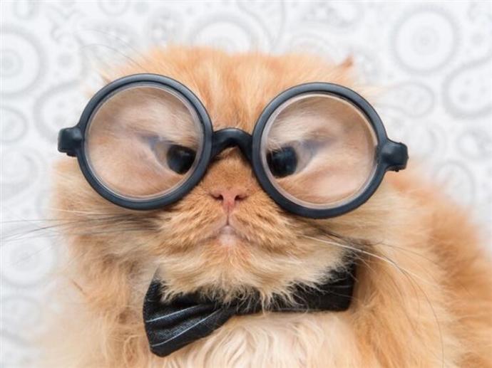 Dünya Kedi Günü kutlu olsun! Benimle kedi resimleri paylaşmak ister misiniz?