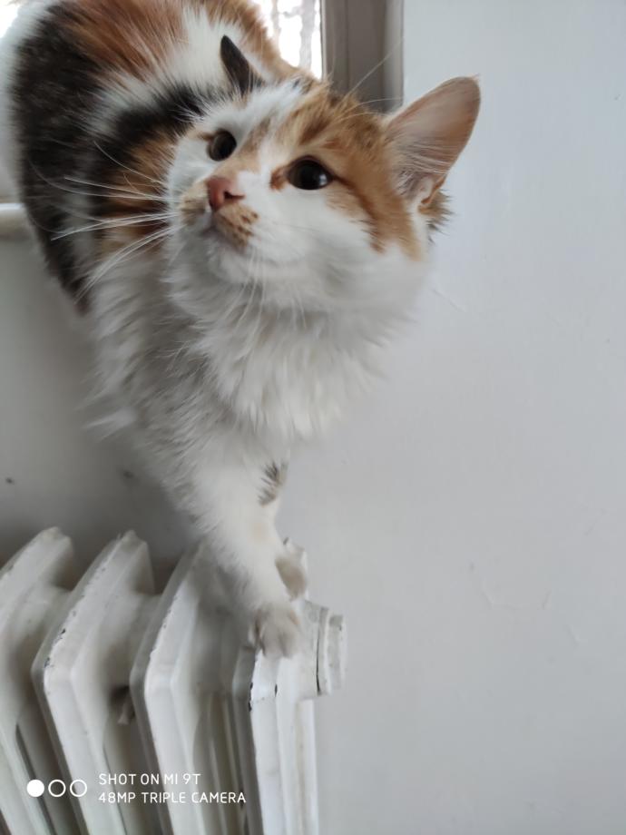 Dünya Kedi Günü kutlu olsun! Benimle kedi resimleri paylaşmak ister misiniz?