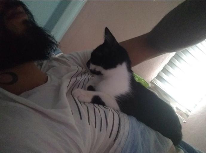Dünya Kedi Günü kutlu olsun! Benimle kedi resimleri paylaşmak ister misiniz?