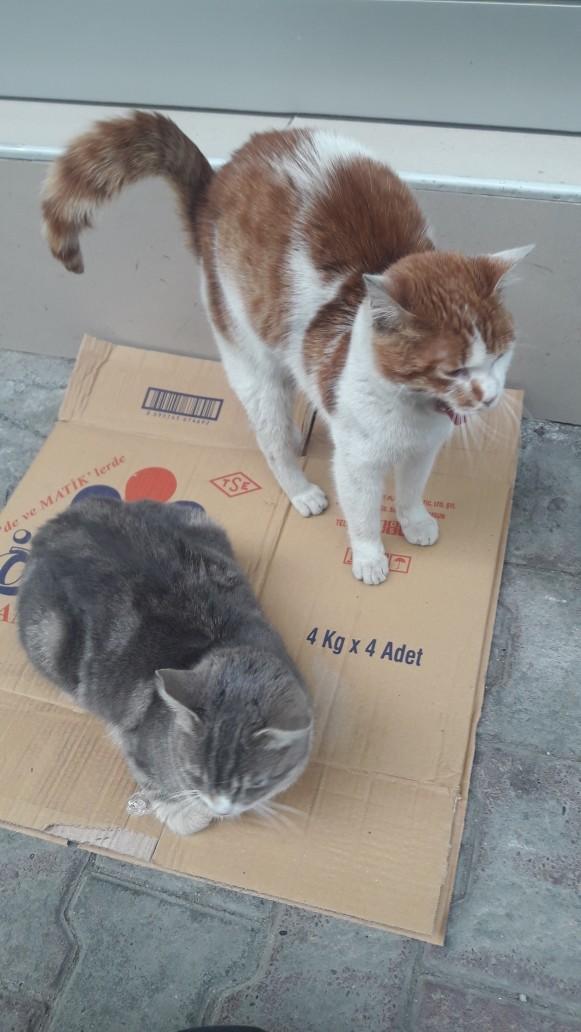 Dünya Kedi Günü kutlu olsun! Benimle kedi resimleri paylaşmak ister misiniz?