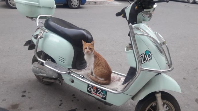 Dünya Kedi Günü kutlu olsun! Benimle kedi resimleri paylaşmak ister misiniz?
