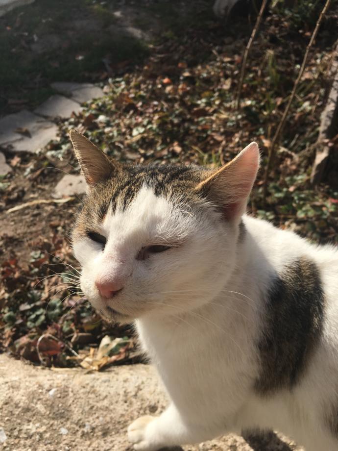 Dünya Kedi Günü kutlu olsun! Benimle kedi resimleri paylaşmak ister misiniz?