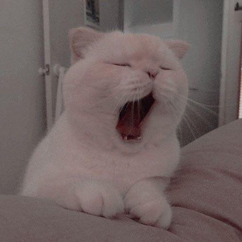 Dünya Kedi Günü kutlu olsun! Benimle kedi resimleri paylaşmak ister misiniz?