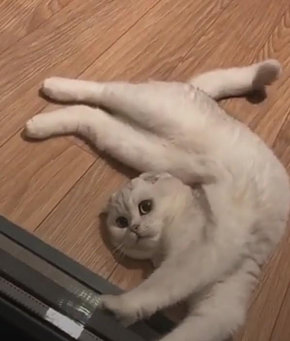 Dünya Kedi Günü kutlu olsun! Benimle kedi resimleri paylaşmak ister misiniz?
