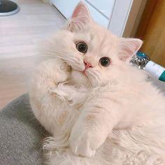 Dünya Kedi Günü kutlu olsun! Benimle kedi resimleri paylaşmak ister misiniz?