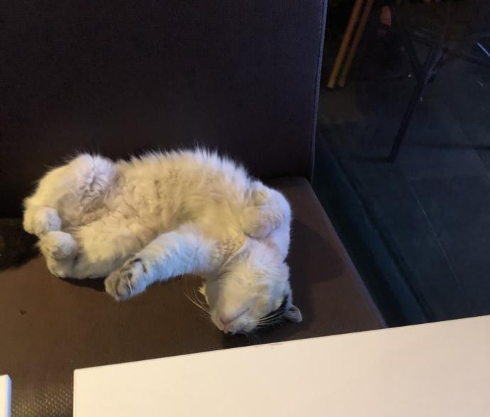 Dünya Kedi Günü kutlu olsun! Benimle kedi resimleri paylaşmak ister misiniz?