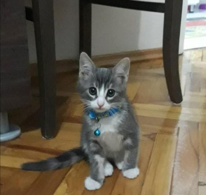 Dünya Kedi Günü kutlu olsun! Benimle kedi resimleri paylaşmak ister misiniz?
