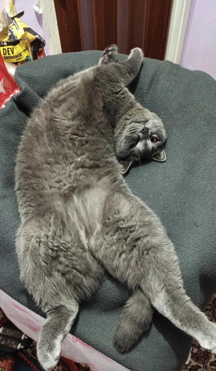 Dünya Kedi Günü kutlu olsun! Benimle kedi resimleri paylaşmak ister misiniz?