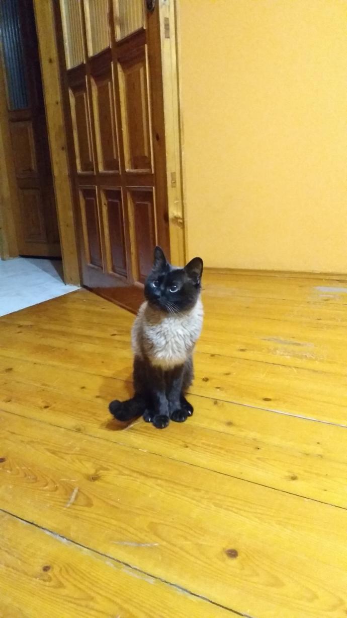 Dünya Kedi Günü kutlu olsun! Benimle kedi resimleri paylaşmak ister misiniz?